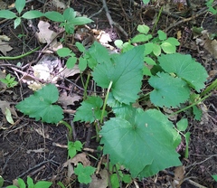 Campanula trachelium
