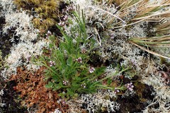 Cardamine subcarnosa