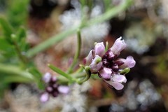 Cardamine subcarnosa