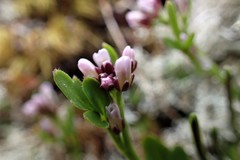 Cardamine subcarnosa