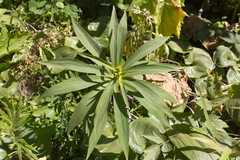 Lilium debile