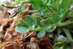 Cardamine subcarnosa