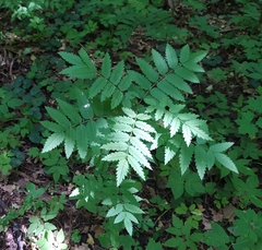 Sorbus aucuparia