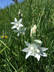 Ornithogalum nutans