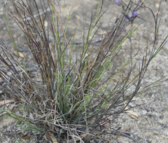 Agrostocrinum scabrum
