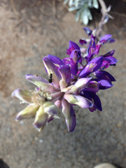 Lupinus excubitus