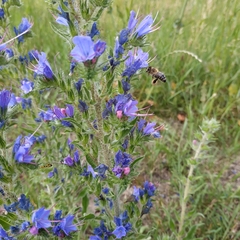 Echium vulgare