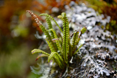 Melpomene moniliformis