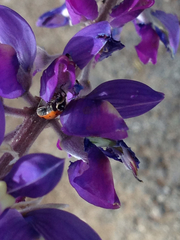 Lupinus excubitus