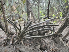 Astrophytum caput-medusae