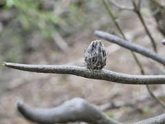 Astrophytum caput-medusae