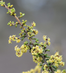 Trymalium myrtillus pungens