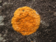 Caloplaca cinnabarina