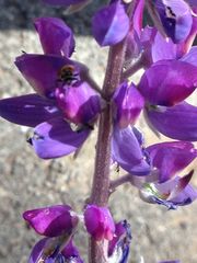 Lupinus excubitus