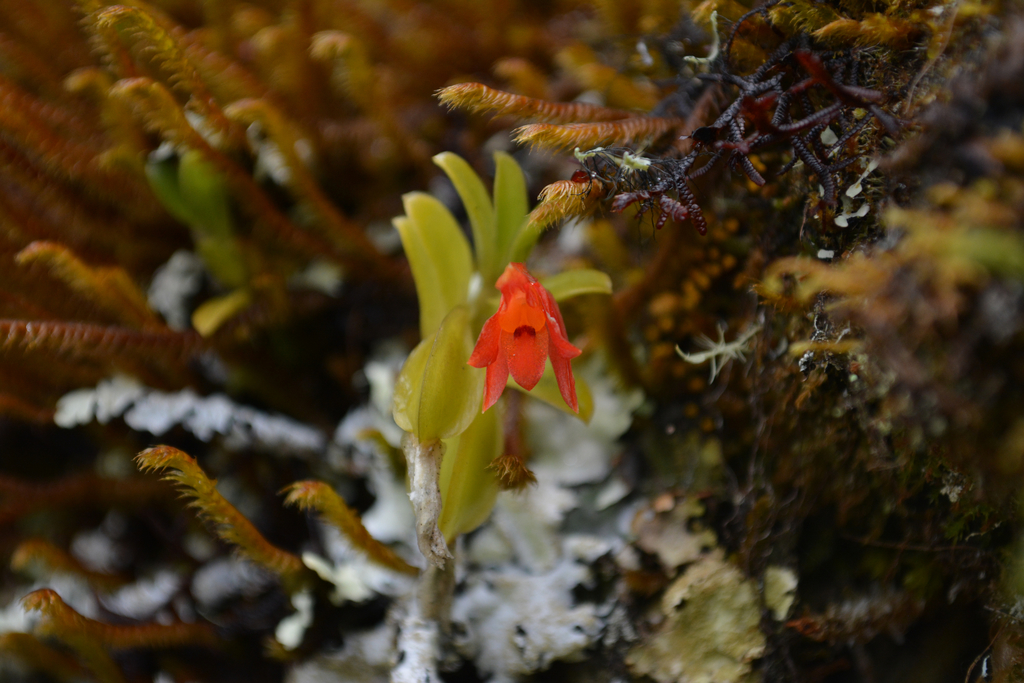 Fernandezia myrtillus