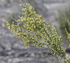 Trymalium myrtillus pungens