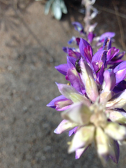 Lupinus excubitus