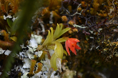 Fernandezia sanguinea