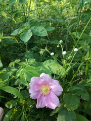 Rosa