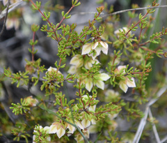 Boronia crassifolia