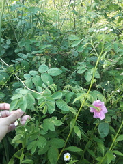Rosa