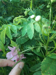 Rosa