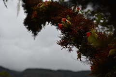 Fernandezia sanguinea