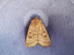 Hoplodrina octogenaria