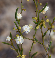Acacia gonophylla