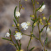 Acacia gonophylla - Photo (c) Chris Clarke,  זכויות יוצרים חלקיות (CC BY-NC), הועלה על ידי Chris Clarke