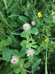 Trifolium hybridum