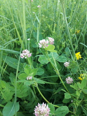 Trifolium hybridum