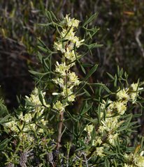 Petrophile squamata