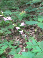 Hylodesmum