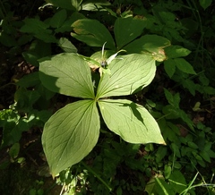 Paris quadrifolia