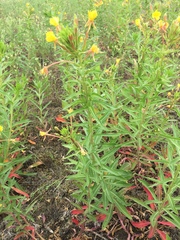 Oenothera oakesiana