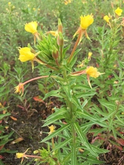 Oenothera oakesiana
