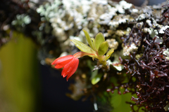 Fernandezia sanguinea