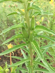 Oenothera oakesiana