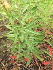 Oenothera oakesiana