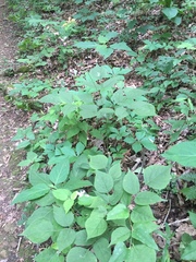 Hylodesmum