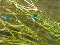 Calopteryx splendens