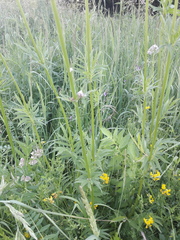 Valeriana officinalis
