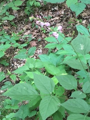 Hylodesmum