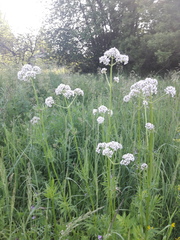Valeriana officinalis