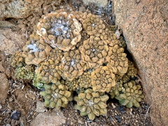 Copiapoa hypogaea