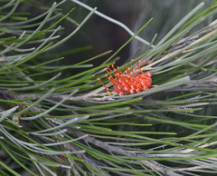 Grevillea cagiana
