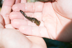 Salamandra salamandra