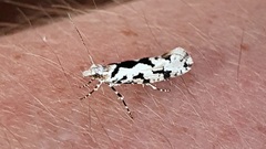 Ypsolopha sequella