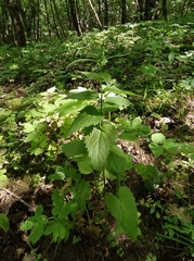 Campanula trachelium